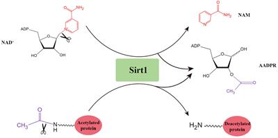 New insights into Sirt1: potential therapeutic targets for the treatment of cerebral ischemic stroke